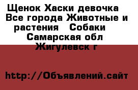 Щенок Хаски девочка - Все города Животные и растения » Собаки   . Самарская обл.,Жигулевск г.